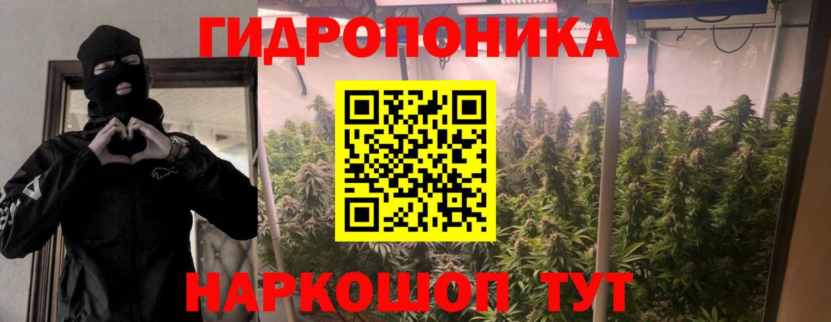 Бошки Шишки планчик Канаш